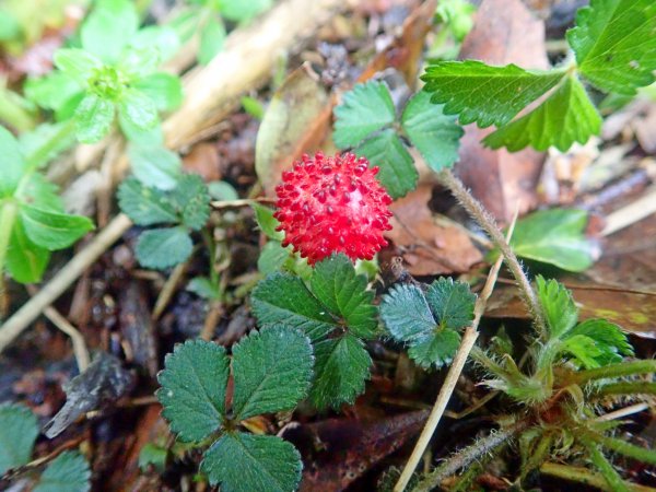 石山秀湖夢幻仙境悠遊行1013500