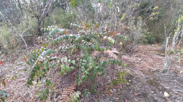 嘉義縣最遙遠的南霞山2698977