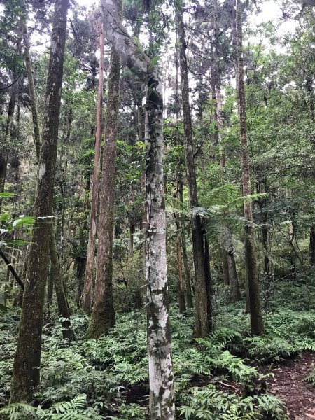 20230520烏來啦卡步道、大刀山522高地、內洞林道、內洞森林遊樂區步道及瀑布群、烏來老街O型2204368