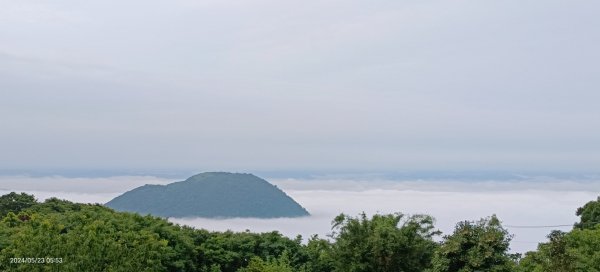 陽明山再見雲海&雲瀑5/23 #五色鳥育雛2510714