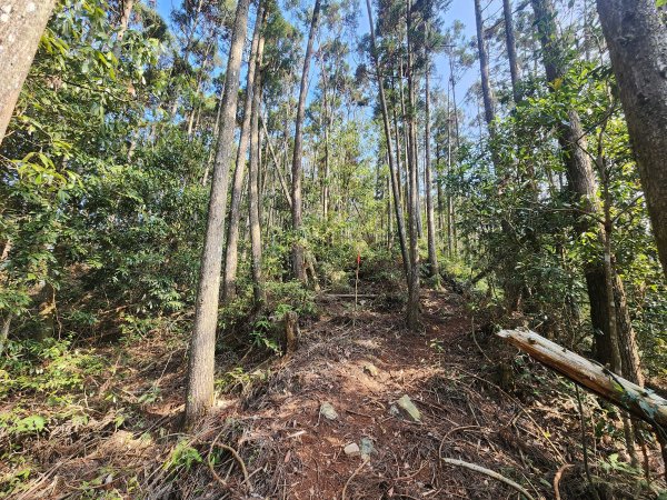 20260321貓頭山西關刀山能高瀑布O型3043799