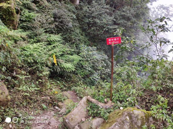 五指山五連峰純路況530516