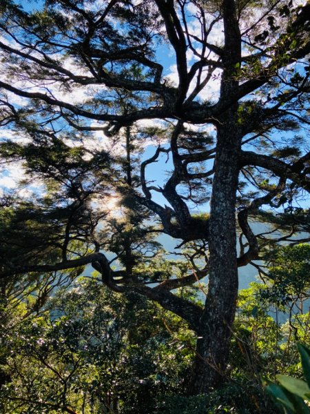 2021/11/6 北得拉曼好風光～山毛櫸-雲海-巨木1505172