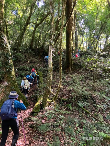 【佐米縱走】走進迷霧森林尋找千歲神木，參加一場巨木群的盛宴2888758