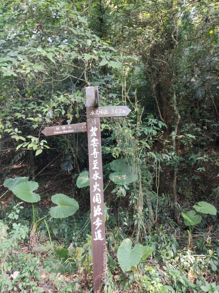 關子嶺枕頭山步道1253450