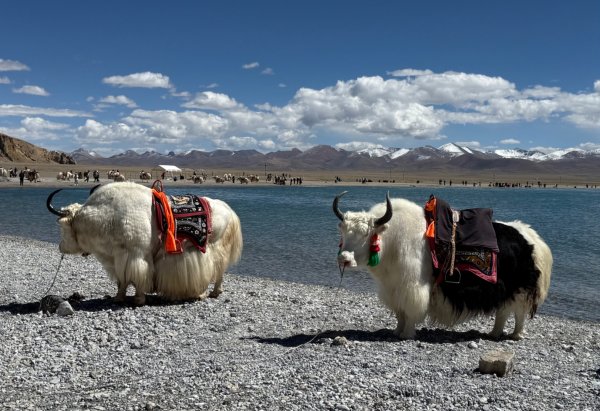 西藏♥️可愛動物🐎人物寫真/拉薩旅拍/美食2902933