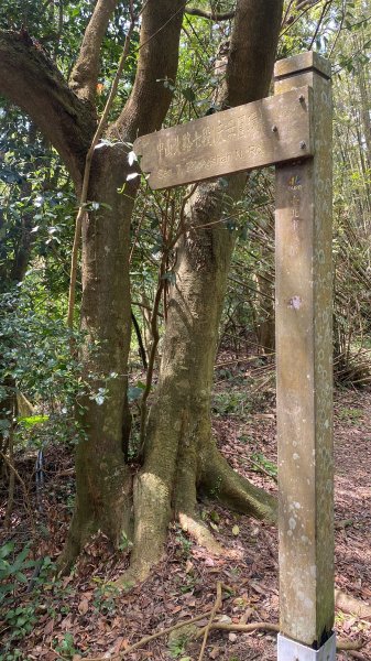 如墨暈染的春日邂逅｜中山樓墨染櫻 × 北投步道探花記2853888