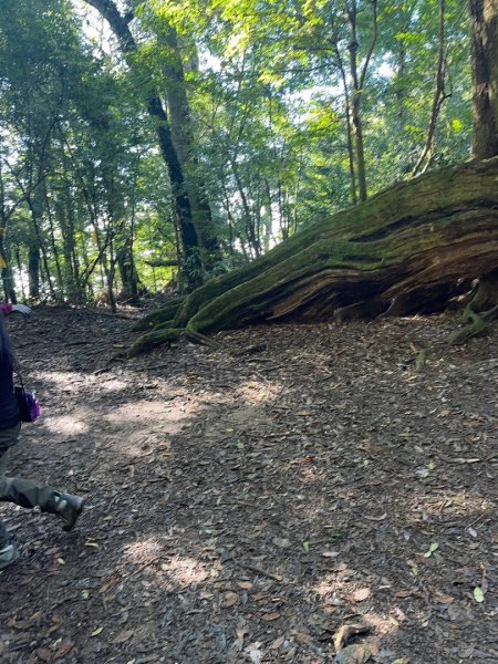 1140209雪見北坑山大板根2709958