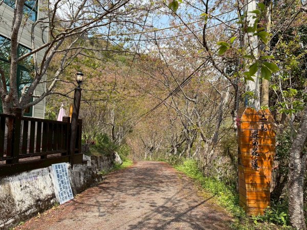 桃園 復興 中巴陵 櫻木花道3011968