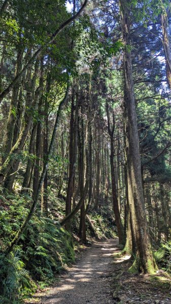 橫沙笛縱走 (木馬古道、橫嶺山、沙蓮山、笛吹山)2550355