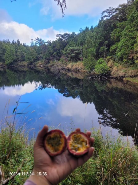 三星山+三星池+望洋山+太平山山毛櫸2432907