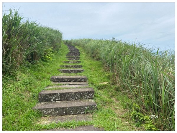 灣坑頭山(小百岳)內寮線、大溪線、草嶺線連走2529372