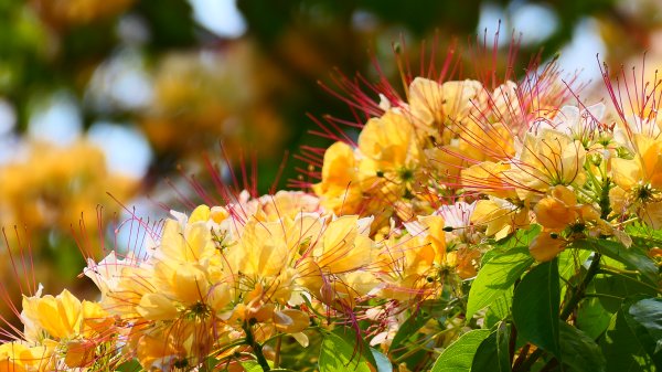 加羅林魚木,松菸文創園區3038158