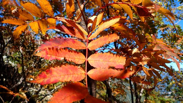 體驗日本最經典的北阿爾卑斯山脈之美燕槍穗縱走2964665