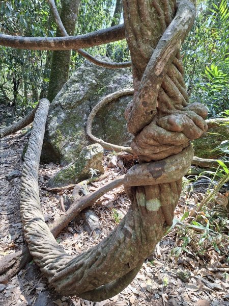 《台中》巨人之手｜雪山坑環線步道202603223021464