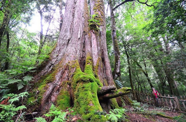 【新竹】鎮西堡巨木群步道(下)-探索巨木的國度