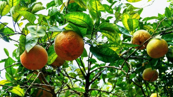 鵝尾梯田櫻花巷2989278