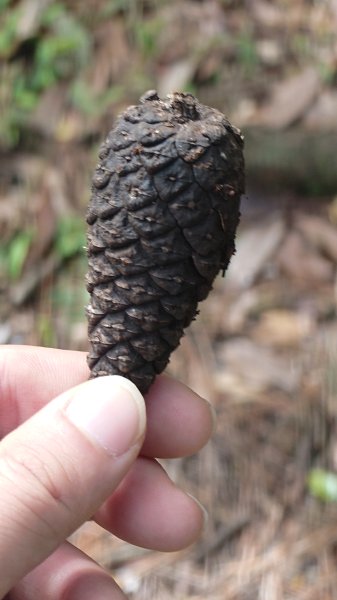 20260125 陽明山前後山健行(無極天元宮~山仔頂步道.向天池.向天山.面天山.二子坪)2997978