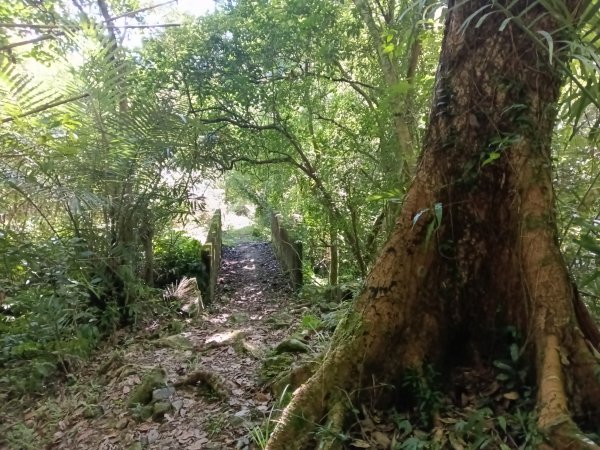 雙溪區內盤山坑古道+石硿子越嶺古道+盤山坑古道+過火坪古道O型2914350