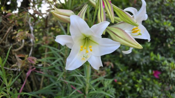 免出國免門票，連綿壯闊的梯田風情，全臺唯一梯田鳶尾花海，嵩山百年梯田2764681