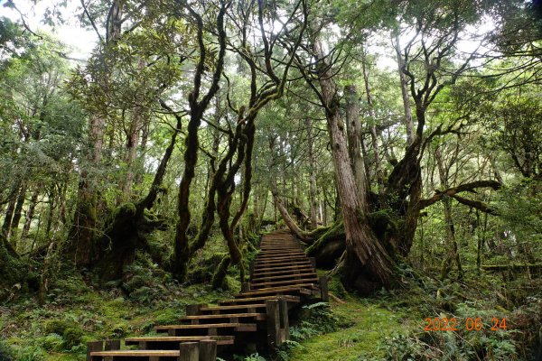 宜蘭 大同 太平山森林遊樂區 檜木原始林步道1743684