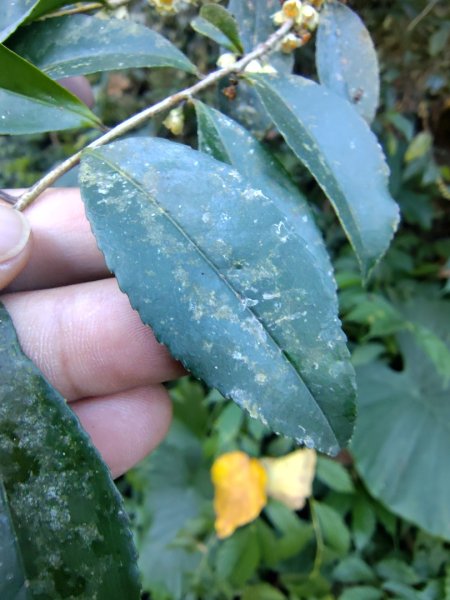 亞麻灣山 日湯真西南峰 亞麻灣山西峰2980019