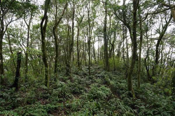 新北 烏來 大桶山、火燒樟山2728796