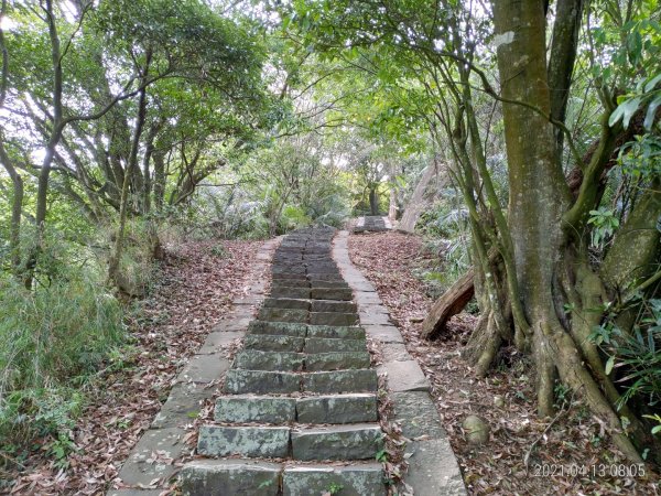 [新竹芎林]飛鳳山~芎蕉窩山...大板根1348040