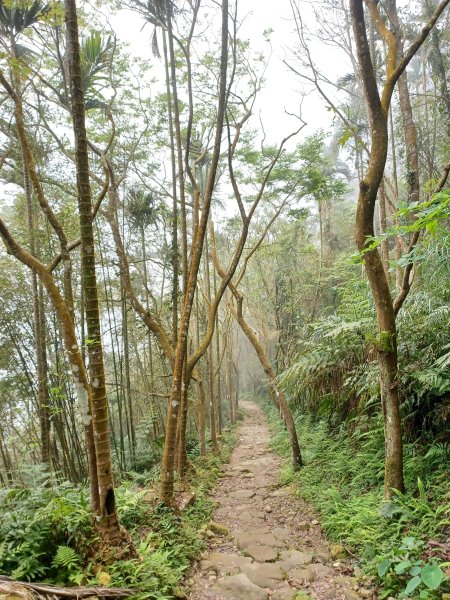【台南白河】雞籠山+九龍山+大凍山O繞縱走2797167