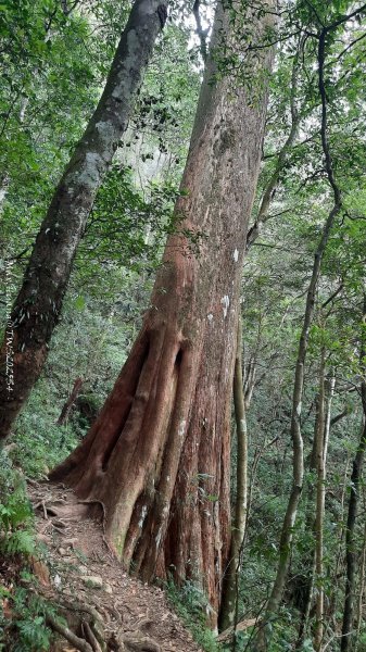 《新竹》斷崖神木｜北得拉曼步道小P繞202510172917545