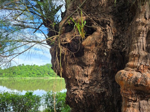 虎頭埤環湖步道（新化虎頭山）2890931