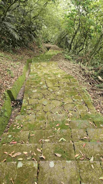 20250503藍鵲峰-平溪子山-畝畝山-青林山2777590