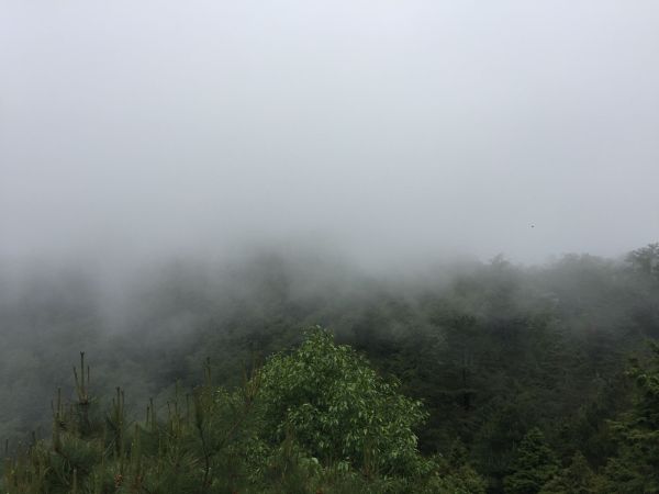 雲霧步道131567