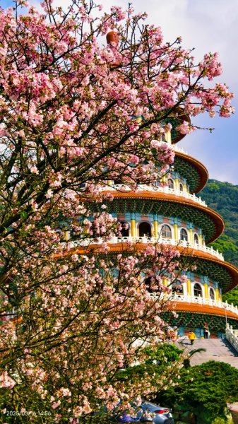 #綠繡眼 訪花 #吉野櫻 #天元宮 #楓樹湖 03162736747