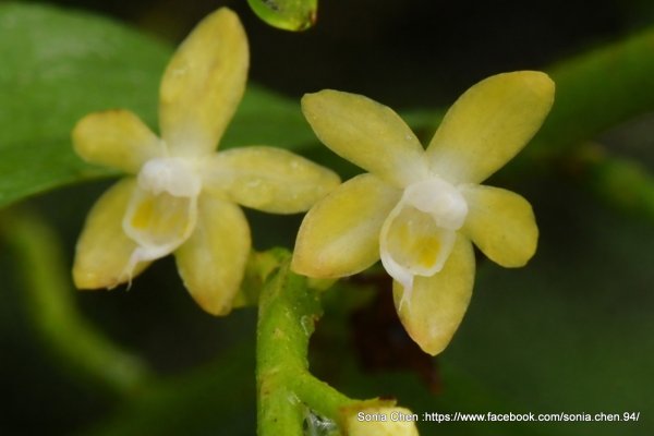 2026 D0327 ｜ 黃吊蘭