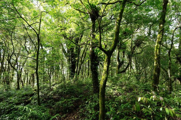 新北 烏來 下阿玉山2821609