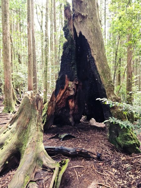 野馬瞰山步道-2025森遊竹縣皮皮獅探險隊2895231