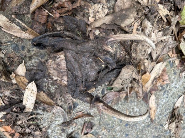 鵝公髻山（小百岳）鵝公髻山東北峰2449818