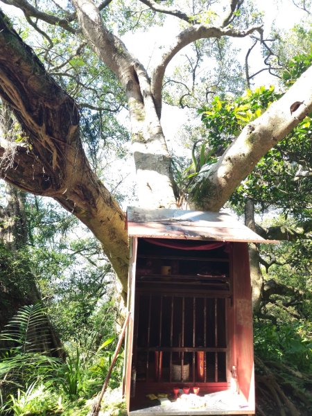 微笑山線：【大棟山系】百年大溶樹的2937026