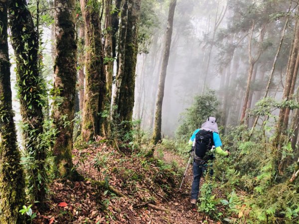 1090718嶺頭山金柑樹山忘憂森林1037393