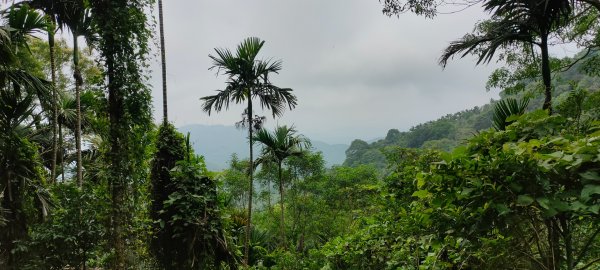 關子嶺運動+泡湯，雞籠山步道：台灣最大蜘蛛、黑端豹斑蝶、猴子、赤蛙、蜥蜴、山豬(只有聽到聲音)1708440