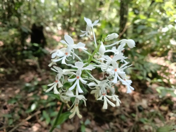 汐止區火燒坪山+車坪寮崙+五指山前峰O型2857904