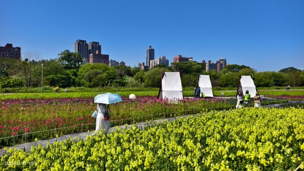 首訪 #古亭河濱公園 #花海 3/153015666