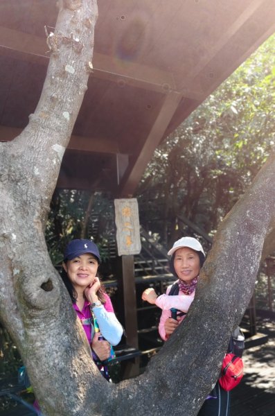 大崙頭尾山2990341