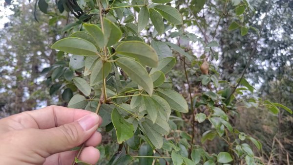 雪見遊戲區盡尾山二本松山2702671