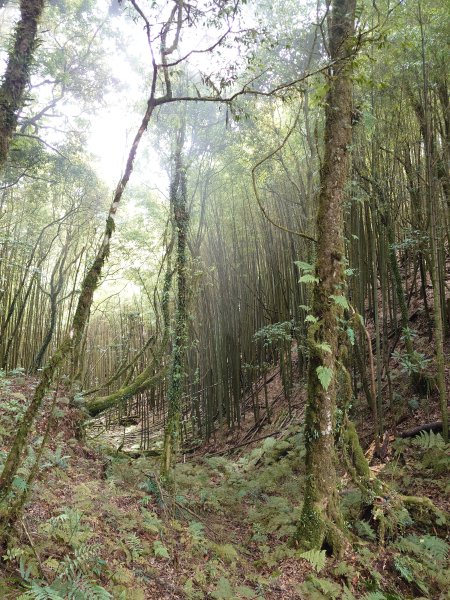 金柑樹山+忘憂森林2528260