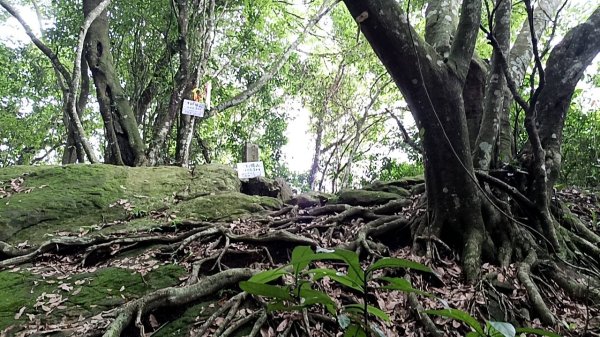20250531 新竹關西 赤柯山及東獅頭山 O型2801108