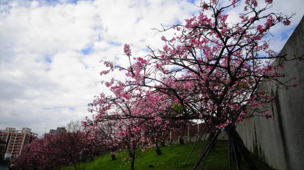 樂活公園櫻花2016490