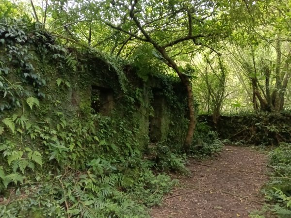 瑞芳區後凹古道+金字碑古道+三貂嶺山+三貂大崙O型2761683