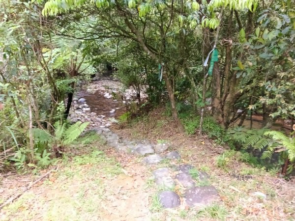 雙溪區打鐵寮山-鶯子嶺-坪溪山-烏山63號-烏山越嶺古道(坪溪山北峰)P字走3023797